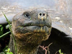 20 animali delle Galapagos_tartaruga