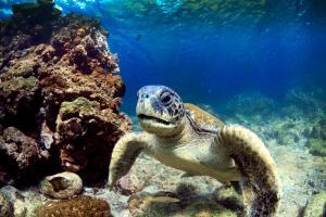 20 animali delle Galapagos_tartaruga marina