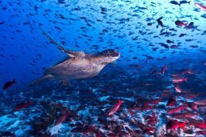 20 animali delle Galapagos_tartaruga marina1