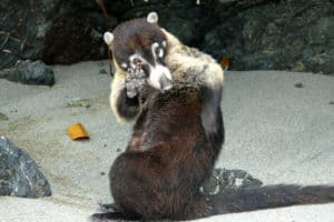 Viaggi e Tour in Costa Rica-Coati