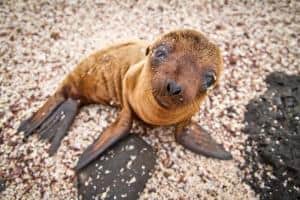 20 animali delle Galapagos_baby leone marino