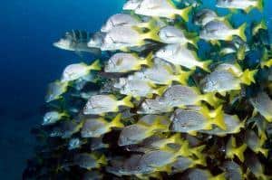 Immersioni alle Galapagos_soggiorni sub_banco di pesci