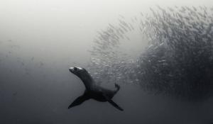 Immersioni alle Galapagos_soggiorni sub_leone di mare