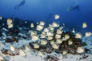 Immersioni alle Galapagos_soggiorni sub_pesci angelo