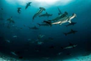 Immersioni alle Galapagos_soggiorni sub_squali martello