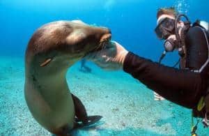 Immersioni alle Galapagos_sub con leone di mare