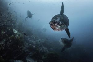 Immersioni alle Galapagos- tutto quello da sapere_pesci luna