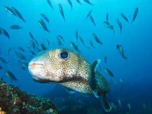 Immersioni alle Galapagos- tutto quello da sapere_pesce palla