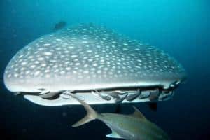 Immersioni alle Galapagos- tutto quello da sapere_squalo balena