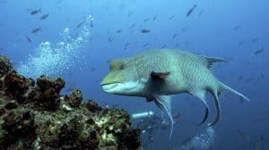 Isole di Wolf e Darwin-Galapagos_pesce napoleone