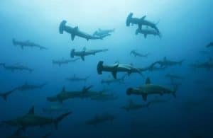 Isole di Wolf e Darwin-Galapagos_squali martello