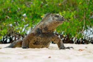 Viaggio_Galapagos_cosa_vedere_cosa fare_guida_iguana