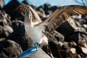 Viaggio_Galapagos_cosa_vedere_cosa fare_guida_sula piediazzurri