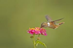 Costa Rica, itinerario di 2 settimane: cosa vedere, cosa fare  - colibrì