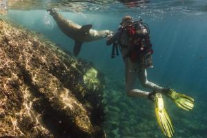 Galapagos: 8 giorni di immersioni e 4 di escursioni_sub con leone di mare