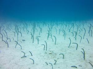 Immersioni alle Galapagos: programmi da 5,6,7 giorni_anguille