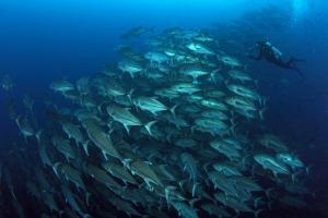 Immersioni alle Galapagos: programmi da 5,6,7 giorni_carangidi