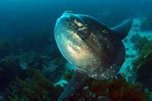 Immersioni alle Galapagos: programmi da 5,6,7 giorni_pesce luna