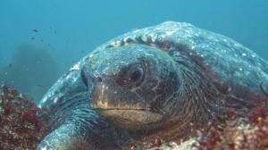 Immersioni alle Galapagos: programmi da 5,6,7 giorni_tartaruga verde