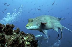 Immersioni ed escursioni alle Galapagos - programma 8 giorni_pesce napoleone