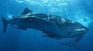 Viaggi e crociere Sub alle Galapagos_squalo balena