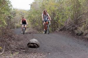 Viaggio alle Galapagos- 3 isole in 7 giorni_tartaruga terrestre