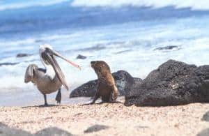 Viaggio alle Galapagos- 5 giorni a Santa Cruz e Isabela_pellicano con leone di mare