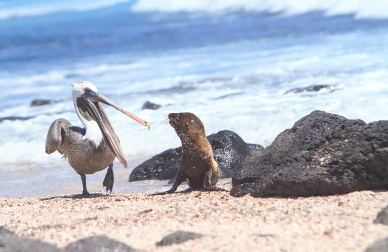 Viaggio alle Galapagos- 5 giorni a Santa Cruz e Isabela_pellicano con leone di mare