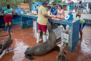 Galapagos diario di viaggio - racconto di un tour di 10 giorni_mercato del pesce_Santa Cruz