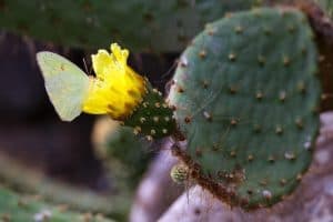 Galapagos diario di viaggio - racconto di un tour di 10 giorni_cactus in fiore