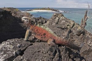 Galapagos diario di viaggio - racconto di un tour di 10 giorni_iguana