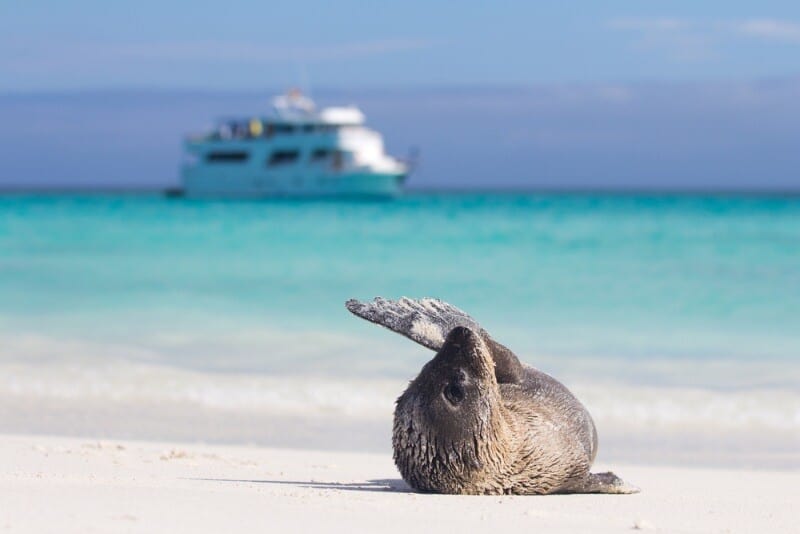 Galapagos diario di viaggio - racconto di un tour di 10 giorni_leone di mare con yacht