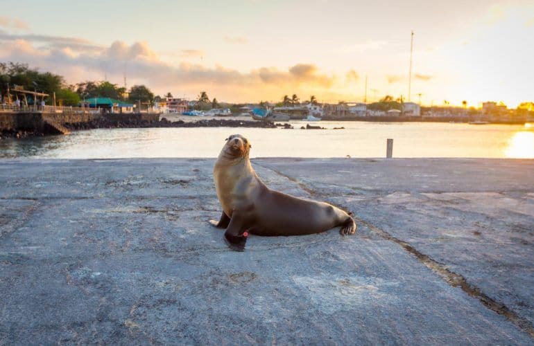 Galapagos diario di viaggio - racconto di un tour di 10 giorni_leone di mare a San Cristobal