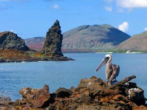Galapagos diario di viaggio - racconto di un tour di 10 giorni_Pinaccle Rock con pellicano
