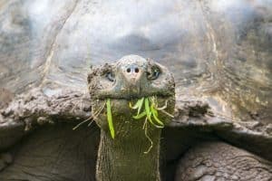 Galapagos diario di viaggio - racconto di un tour di 10 giorni_tartaruga gigante