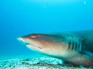 Galapagos diario di viaggio - racconto di un tour di 10 giorni_squalo pinna bianca