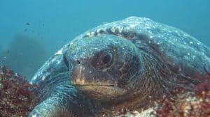 Galapagos diario di viaggio - racconto di un tour di 10 giorni_tartaruga marina