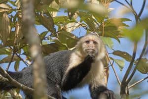 Costa Rica viaggio di gruppo: tour di 9 giorni con guida in italiano