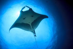 Immersioni in Costa Rica: diving a Playa del Coco e all'isla del Caño