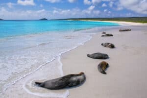 Spiagge Galapagos_Gardner Bay