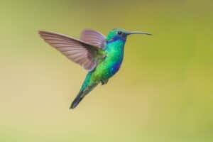 Colombia cosa vedere: i 25 posti più belli_colibrì