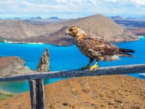 Galapagos in Viaggio-falco