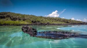 dove sono le Galapagos-iguana-marina-che-nuota