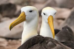 Galapagos in Viaggio-albatross