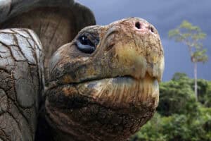 dove sono le Galapagos- testa-tartaruga-gigante