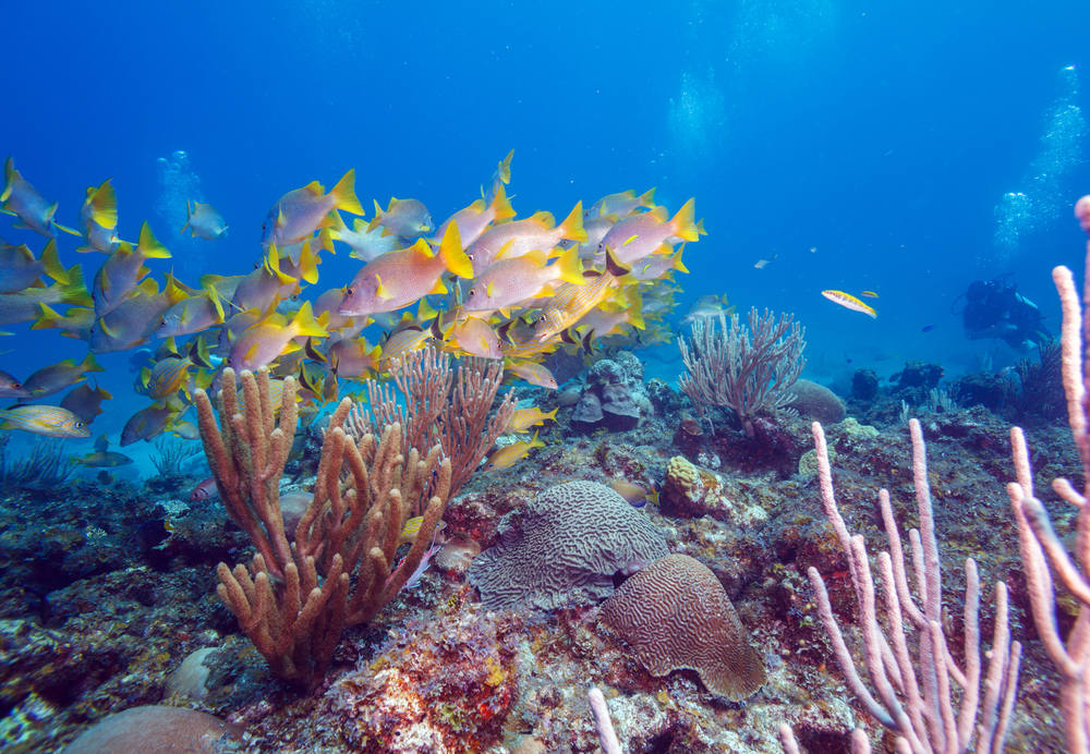 Barriera corallina, Caraibi